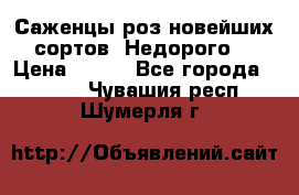 Саженцы роз новейших сортов. Недорого. › Цена ­ 350 - Все города  »    . Чувашия респ.,Шумерля г.